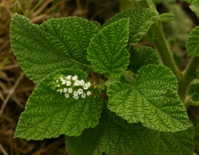 Heliotropium indicum